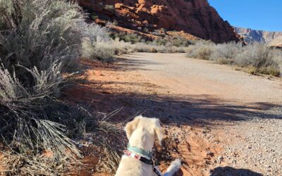 Southern Utah Dog Sports - Business Photo